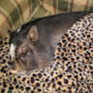 Meet your Posher, Tina